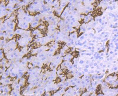 Immunohistochemistry-Paraffin: Aquaporin 1/AQP1 Antibody (JM10-98) [NBP2-67162]