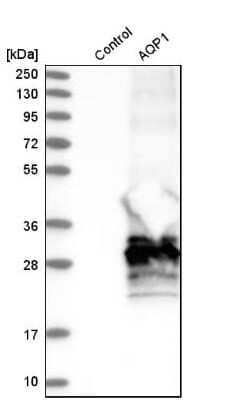 Western Blot: Aquaporin 1/AQP1 Antibody [NBP1-84488]
