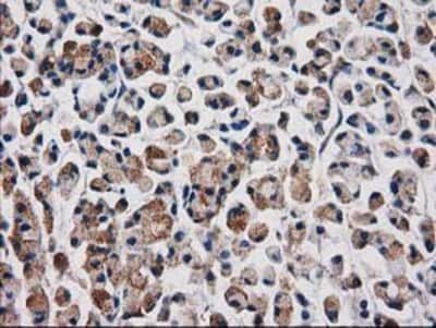 Immunohistochemistry-Paraffin: Aquaporin 1/AQP1 Antibody (OTI2D10) [NBP2-03568]