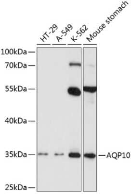 Western Blot: Aquaporin-10 AntibodyBSA Free [NBP2-92417]