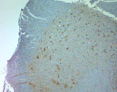 Immunohistochemistry-Paraffin: Aquaporin-11 Antibody [NBP2-80500]