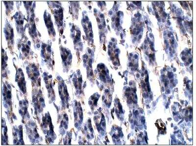 Immunohistochemistry-Paraffin: Aquaporin-11 Antibody [NBP3-12234]