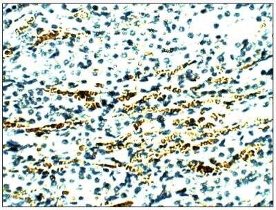 Immunohistochemistry-Paraffin: Aquaporin-11 Antibody [NBP3-12234]