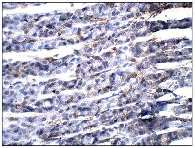 Immunohistochemistry-Paraffin: Aquaporin-11 Antibody [NBP3-12234]