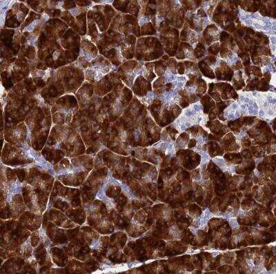 Immunohistochemistry-Paraffin: Aquaporin-12A Antibody [NBP2-54696]