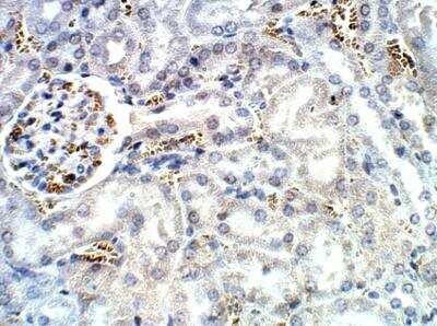 Immunohistochemistry-Paraffin: Aquaporin-12A Antibody [NBP3-12278]