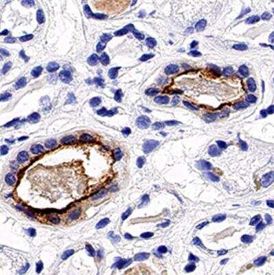 Immunohistochemistry-Paraffin: Aquaporin-2 Antibody - BSA Free [NB110-74682]