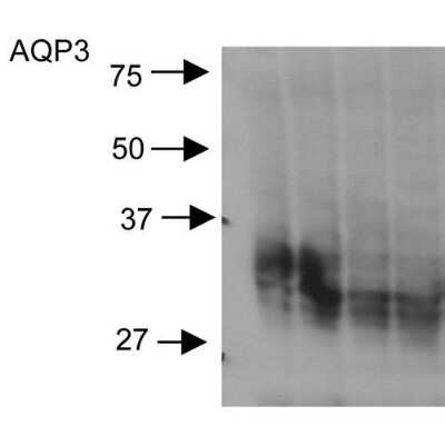 Western Blot: Aquaporin-3 Antibody [NBP1-97927]