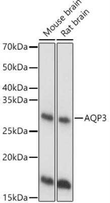 Western Blot: Aquaporin-3 AntibodyAzide and BSA Free [NBP2-92885]