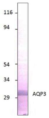 Western Blot: Aquaporin-3 Antibody [NBP3-12259]