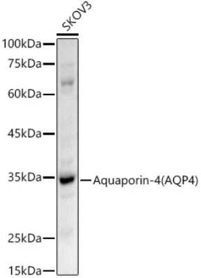 Western Blot: Aquaporin-4 AntibodyAzide and BSA Free [NBP2-92886]