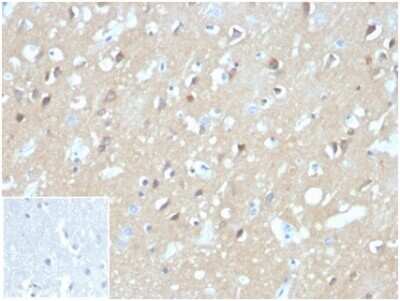 Immunohistochemistry-Paraffin: Aquaporin-4 Antibody (AQP4/3324) [NBP3-13952]