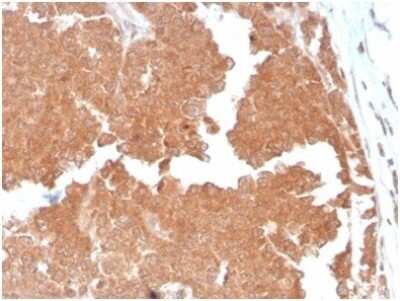 Immunohistochemistry-Paraffin: Aquaporin-4 Antibody (AQP4/3324) [NBP3-13952]
