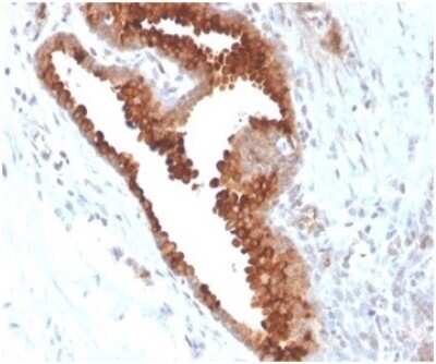 Immunohistochemistry-Paraffin: Aquaporin-4 Antibody (AQP4/3324) [NBP3-13952]