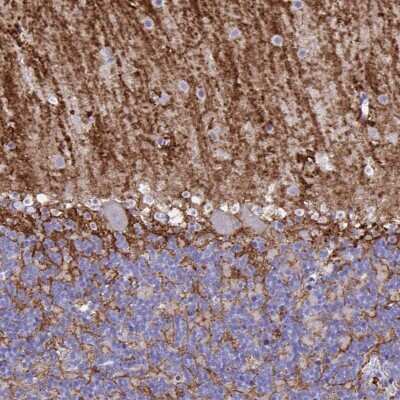 Immunohistochemistry-Paraffin: Aquaporin-4 Antibody (CL0178) [NBP2-52872]