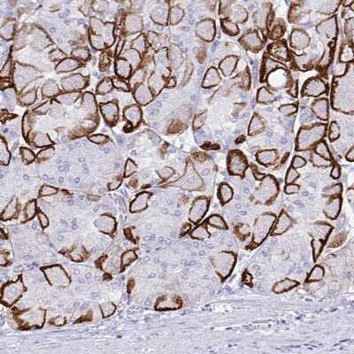 Immunohistochemistry-Paraffin: Aquaporin-4 Antibody (CL0178) [NBP2-52872]