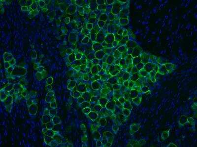Immunohistochemistry-Frozen: Aquaporin-4 Antibody [NBP1-87679]