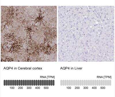 Immunohistochemistry-Paraffin: Aquaporin-4 Antibody [NBP1-87679]