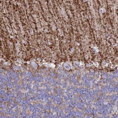 Immunohistochemistry-Paraffin: Aquaporin-4 Antibody [NBP1-87679]