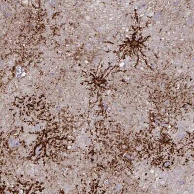 Immunohistochemistry-Paraffin: Aquaporin-4 Antibody [NBP1-87679]