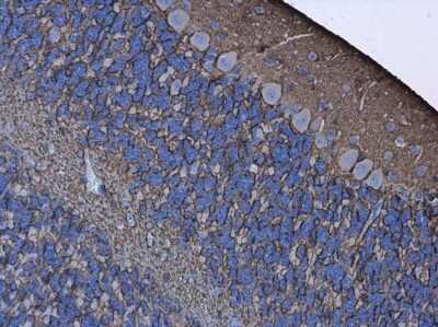 Immunohistochemistry-Paraffin: Aquaporin-4 Antibody [NBP3-12902]