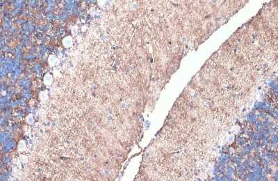 Immunohistochemistry-Paraffin: Aquaporin-4 Antibody [NBP3-12902]