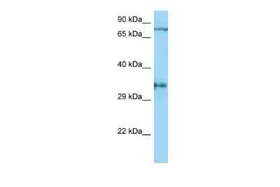 Western Blot: Aquaporin-4 Antibody [NBP2-87018]