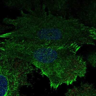 Immunocytochemistry/ Immunofluorescence: Aquaporin-5 Antibody [NBP2-39043]