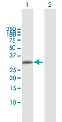 Western Blot: Aquaporin-7 Antibody [H00000364-B01P]