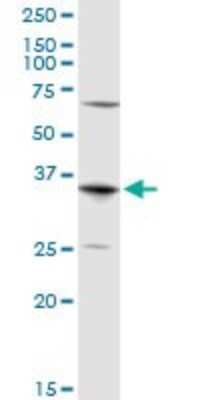 Western Blot: Aquaporin-7 Antibody [H00000364-D01P]