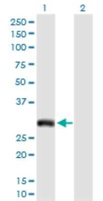 Western Blot: Aquaporin-7 Antibody [H00000364-D01P]