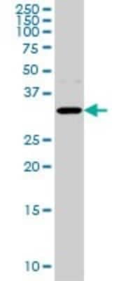 Western Blot: Aquaporin-8 Antibody (1A1) [H00000343-M01]