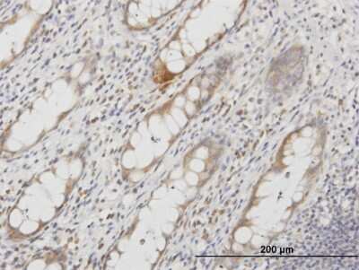 Immunohistochemistry-Paraffin: Aquaporin-8 Antibody (1F8) [H00000343-M03]