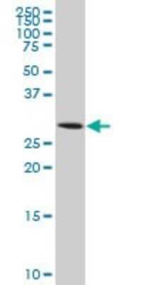 Western Blot: Aquaporin-8 Antibody (1F8) [H00000343-M03]