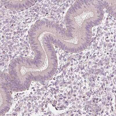 Immunohistochemistry-Paraffin: Aquaporin-8 Antibody [NBP1-91676]