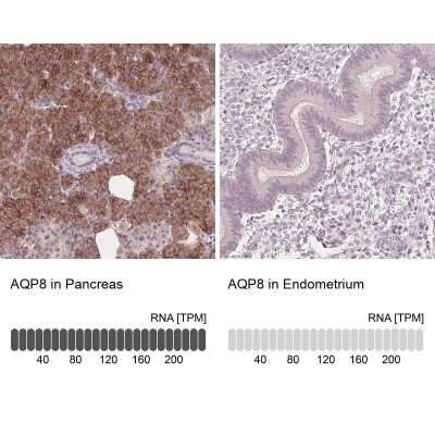 Immunohistochemistry-Paraffin: Aquaporin-8 Antibody [NBP1-91676]