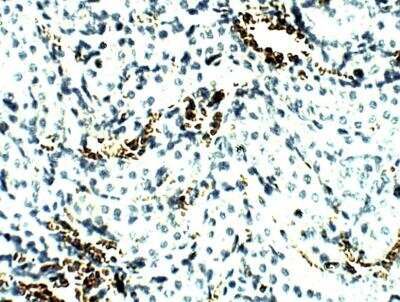 Immunohistochemistry-Paraffin: Aquaporin-8 Antibody [NBP3-12287]