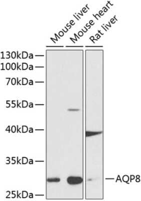 Western Blot: Aquaporin-8 AntibodyBSA Free [NBP2-92557]