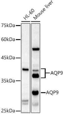 Western Blot: Aquaporin-9 AntibodyBSA Free [NBP2-92558]