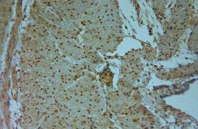 Immunohistochemistry-Paraffin: Aquaporin-9 Antibody [NBP1-30865]