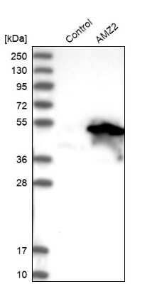 Western Blot: Archaemetzincin 2 Antibody [NBP1-85996]