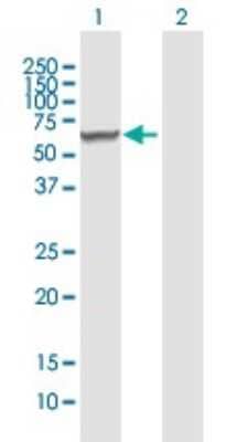 Western Blot: ArgRS Antibody [H00057038-B01P]