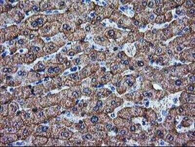 Immunohistochemistry-Paraffin: Arginase 1/ARG1/liver Arginase Antibody (OTI4E6) [NBP2-03618]