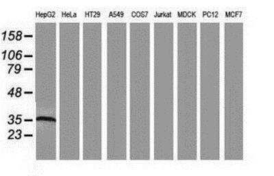 Western Blot: Arginase 1/ARG1/liver Arginase Antibody (OTI4E6) [NBP2-03618]