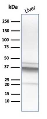 Western Blot: Arginase 1/ARG1/liver Arginase Antibody (ARG1/1125)Azide and BSA Free [NBP2-47998]