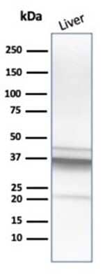 Western Blot: Arginase 1/ARG1/liver Arginase Antibody (ARG1/1125) [NBP2-44965]