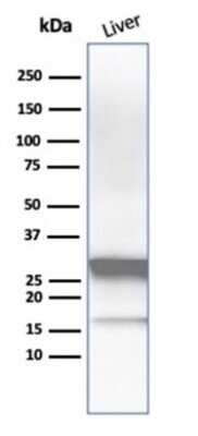 Western Blot: Arginase 1/ARG1/liver Arginase Antibody (ARG1/1126)Azide and BSA Free [NBP2-47999]