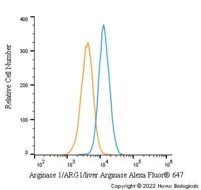 Immunocytochemistry/ Immunofluorescence: Arginase 1/ARG1/liver Arginase Antibody - BSA Free [NBP1-32731]