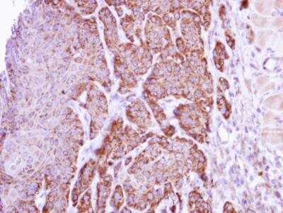 Immunohistochemistry-Paraffin: Arginase 1/ARG1/liver Arginase Antibody - BSA Free [NBP1-32731]