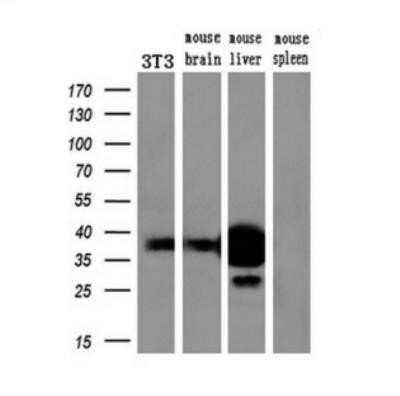 Western Blot: Arginase 1/ARG1/liver Arginase Antibody (OTI4E6)Azide and BSA Free [NBP2-70204]